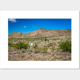 Criollo Cattle on the Open Range Posters and Art